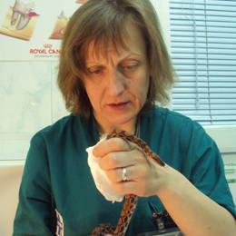 ветеринар Пигарева Ирина